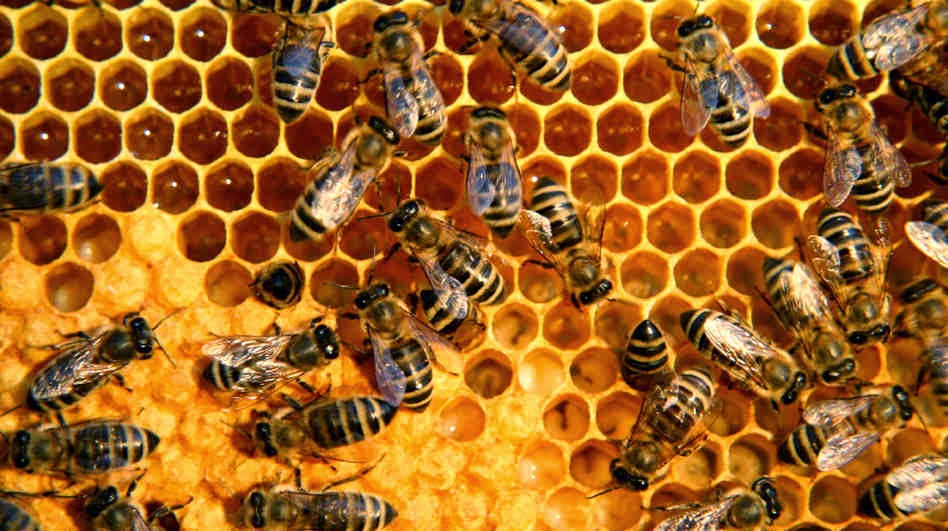 Mysterious Bees Kill Mother, Son In Delta