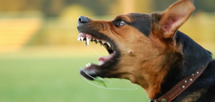 Dog bites woman to death in Ondo