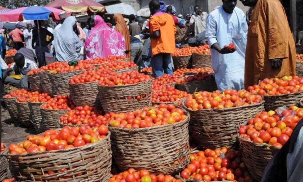 Tomato Ebola Spreads to 6 States in Nigeria-FG