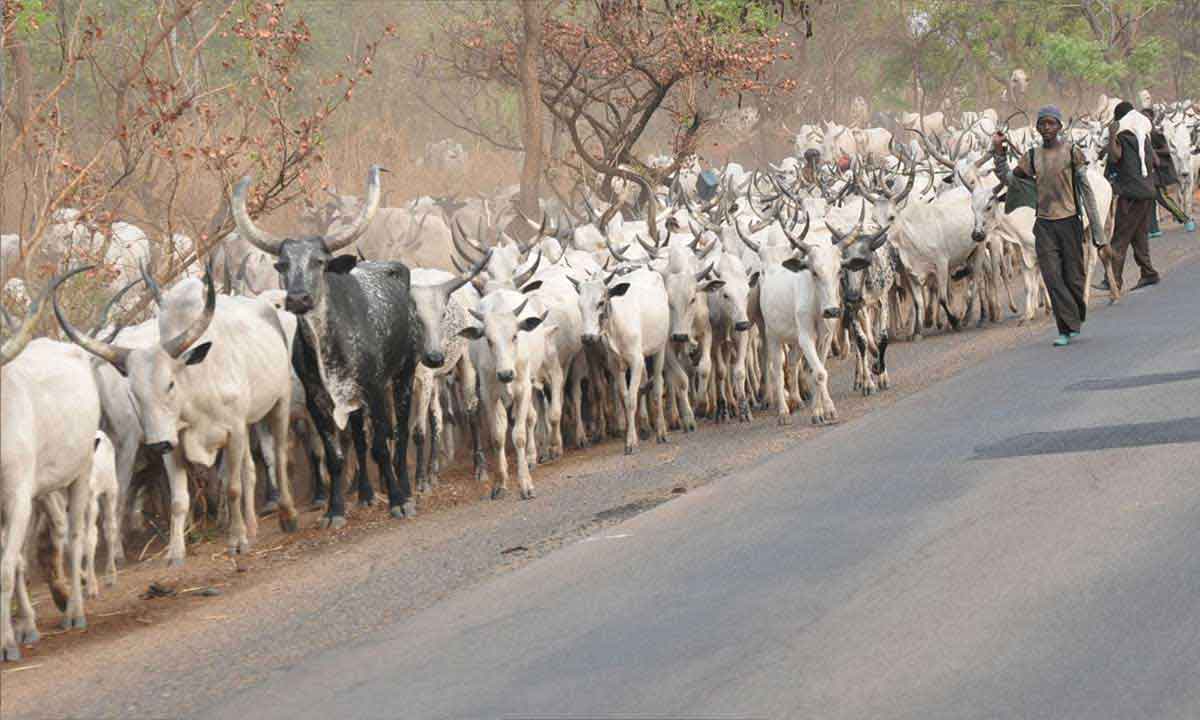 Police Kills Herdsman, Cow in Abuja