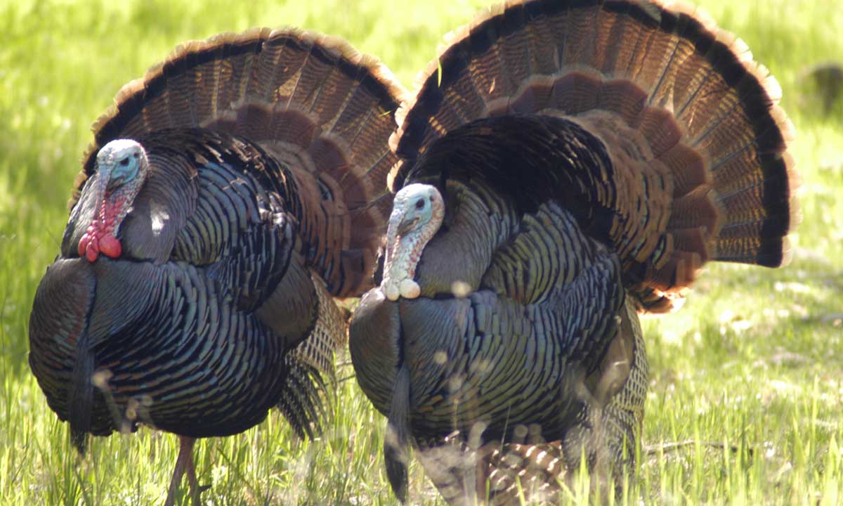 Man Arraigned In Court Over Theft Of Two Turkeys