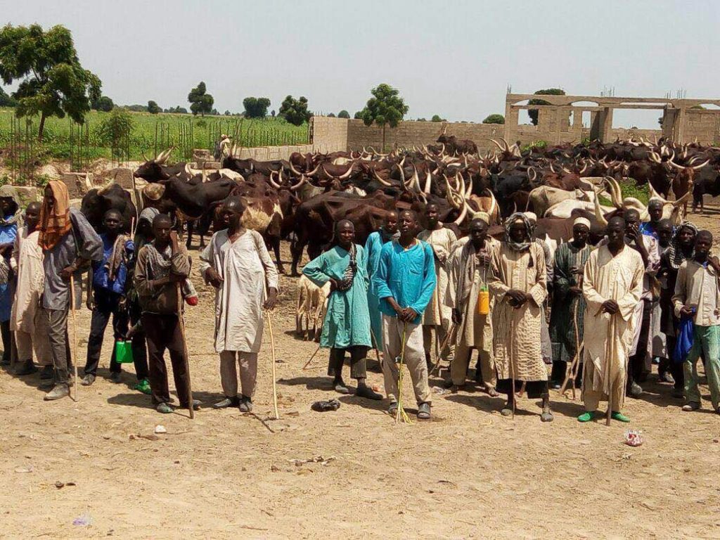 Nigerian Troops Rescue 43 Abducted Persons, 500 Cows From Boko Haram