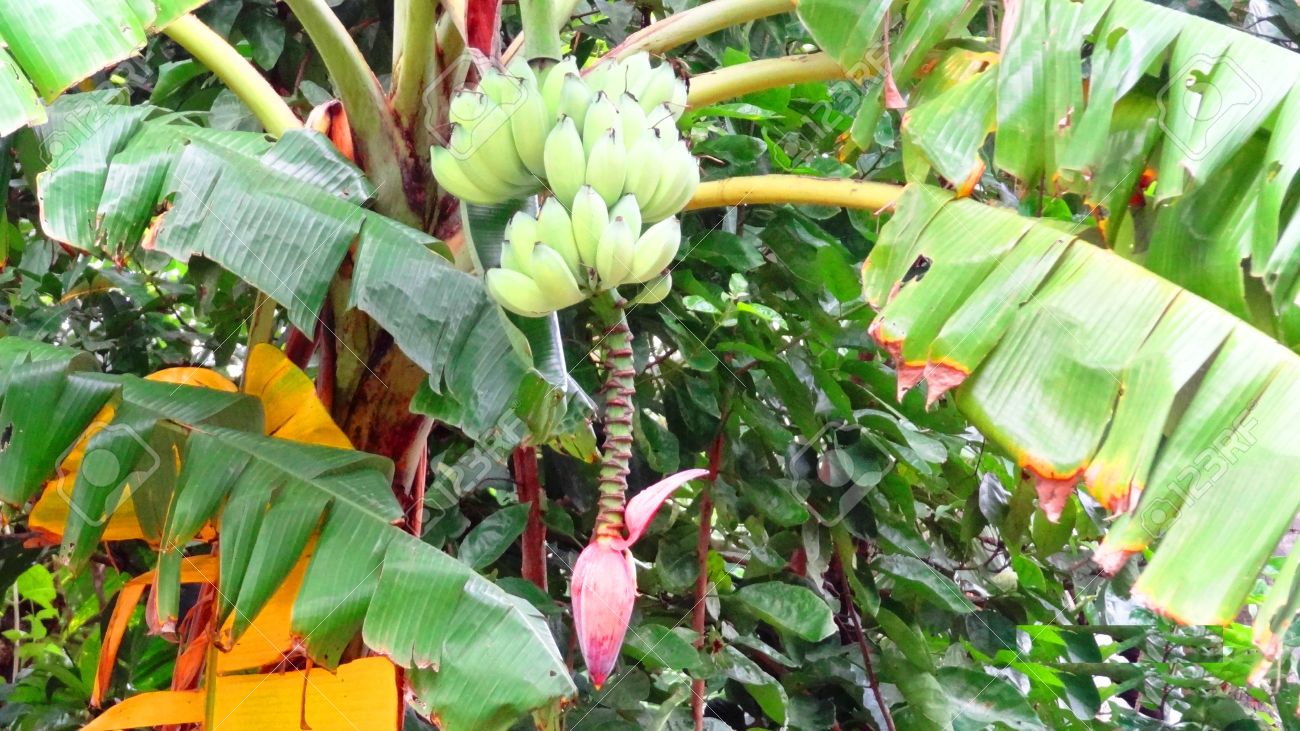 Man Cuts Off Neighbour’s Ear Over Plantain Tree