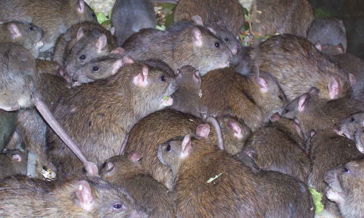 Lassa Fever: Buy And Kill Rats In Lagos, Now Big Business!!