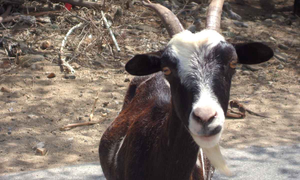Strange! Edo Lady Present Something Unique “ a Goat”  To President Muhammadu Buhari