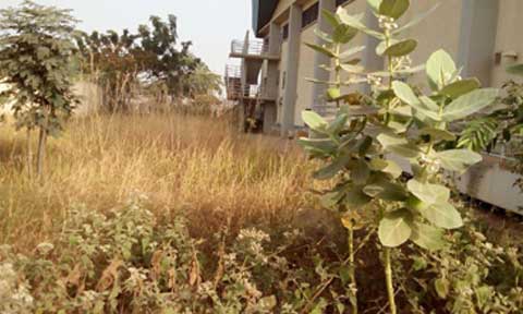 Abuja stadium Taken Over By Weed, Snakes, Scorpions, Staff Abandon Offices