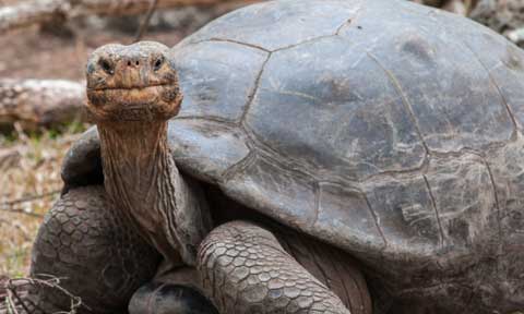 Commotion! Woman gives birth to tortoise in Rivers State (Photos)