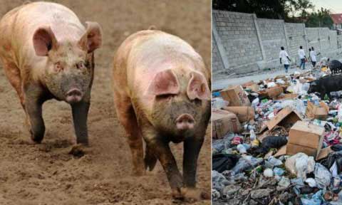 Abandoned Twins Killed By Wandering Pigs At Dump Site